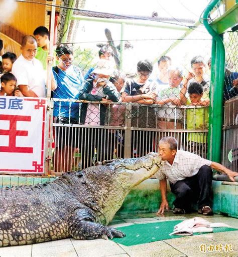 台南 鱷魚 王